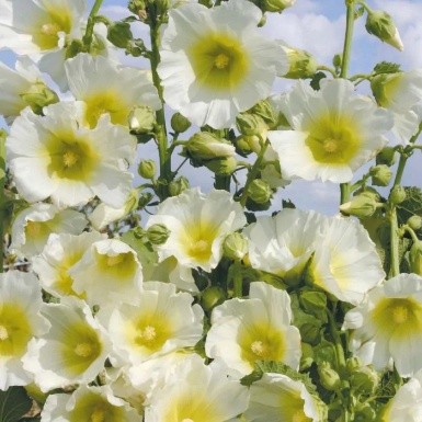 Alcea rosea 'Pleniflora' Wit - Stokroos