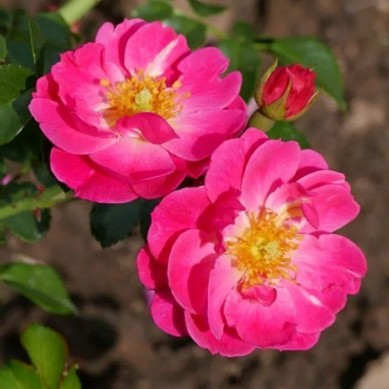 Rosa 'Magic Meidiland' - Heesterroos