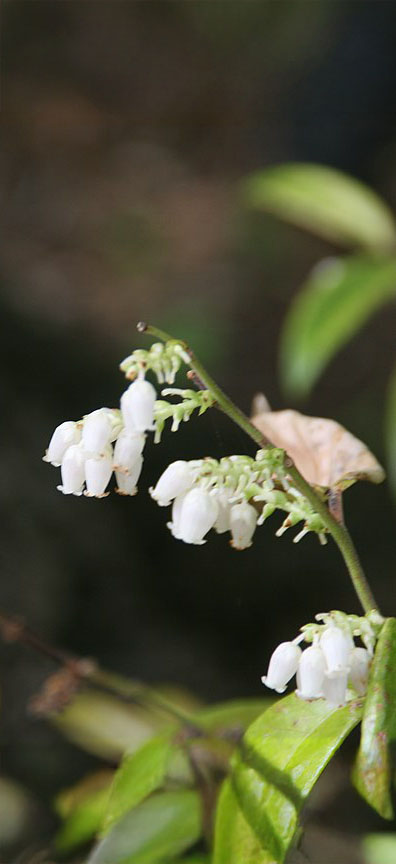 waar moet druifheide (Leucothoe) staan?