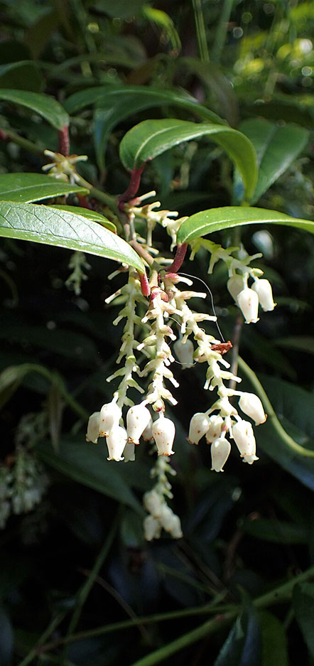 druifheide-leucothoe-snoeien-combineren-planten
