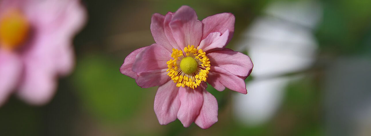 herfstanemoon (Anemone hybrida) schaduw of licht?