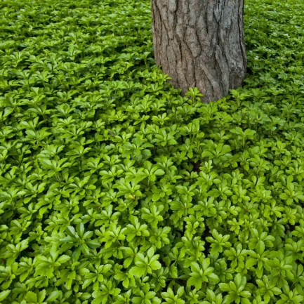 Pachysandra terminalis 'Green Carpet' - Schaduwkruid