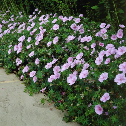 Geranium sanguineum striatum - Ooievaarsbek