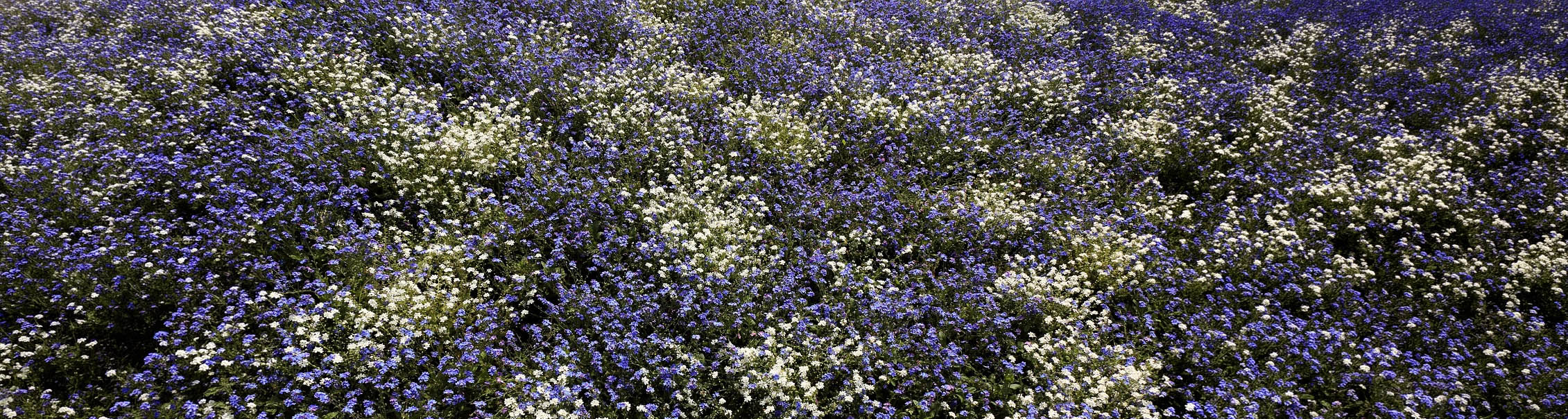 Pachysandra terminalis 'Green Carpet' - Schaduwkruid