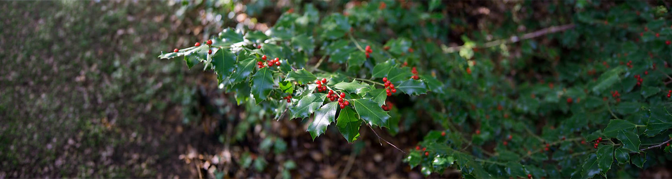 Ilex aquifolium - Gewone Hulst