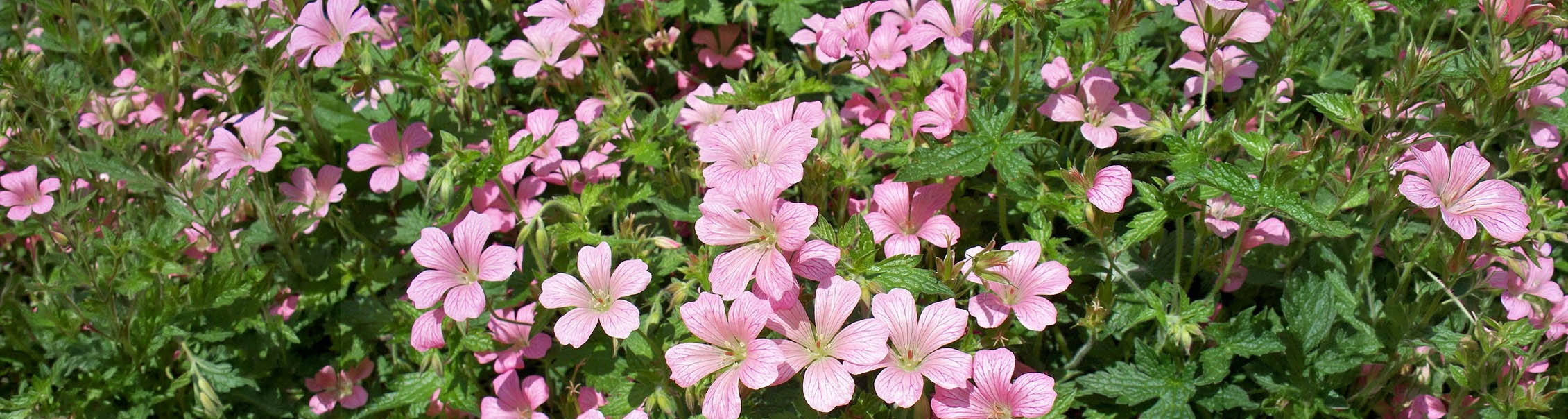 Geranium sanguineum striatum - Ooievaarsbek