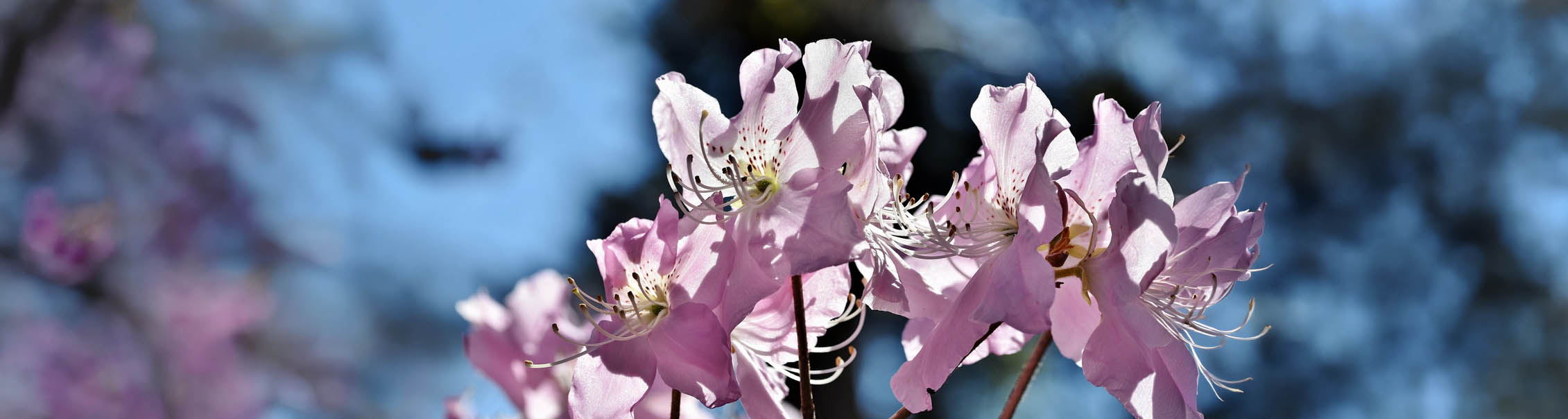 Rhododendron 'Percy Wiseman' - Rododendron