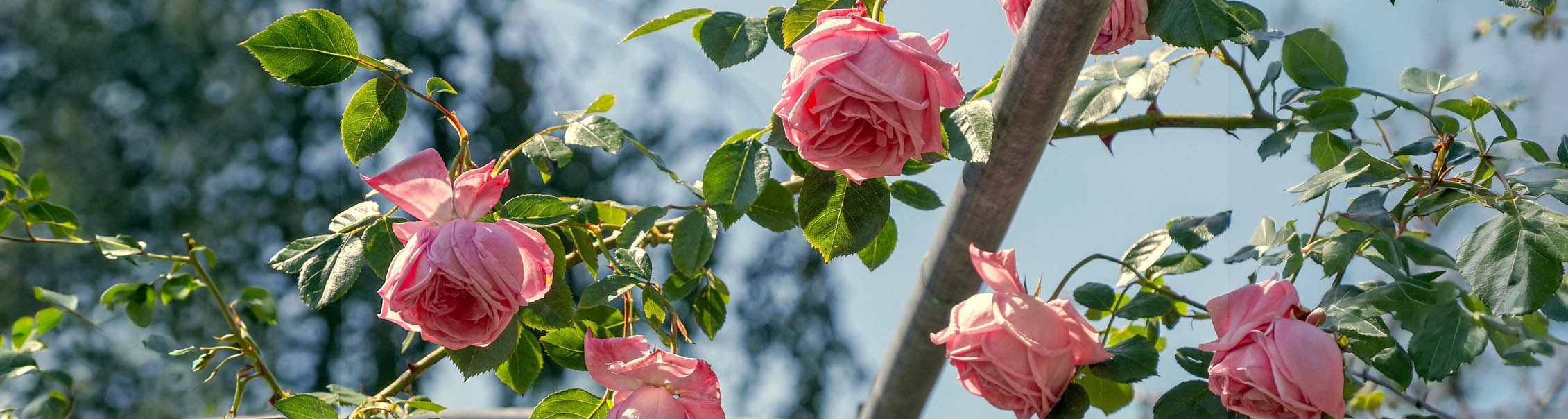 Camellia japonica 'Lady Campbell' - Camelia