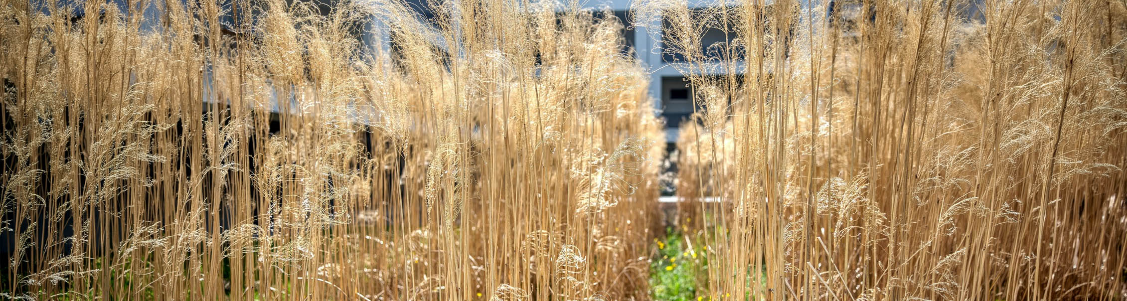 Miscanthus sinensis 'Flamingo' - Prachtriet