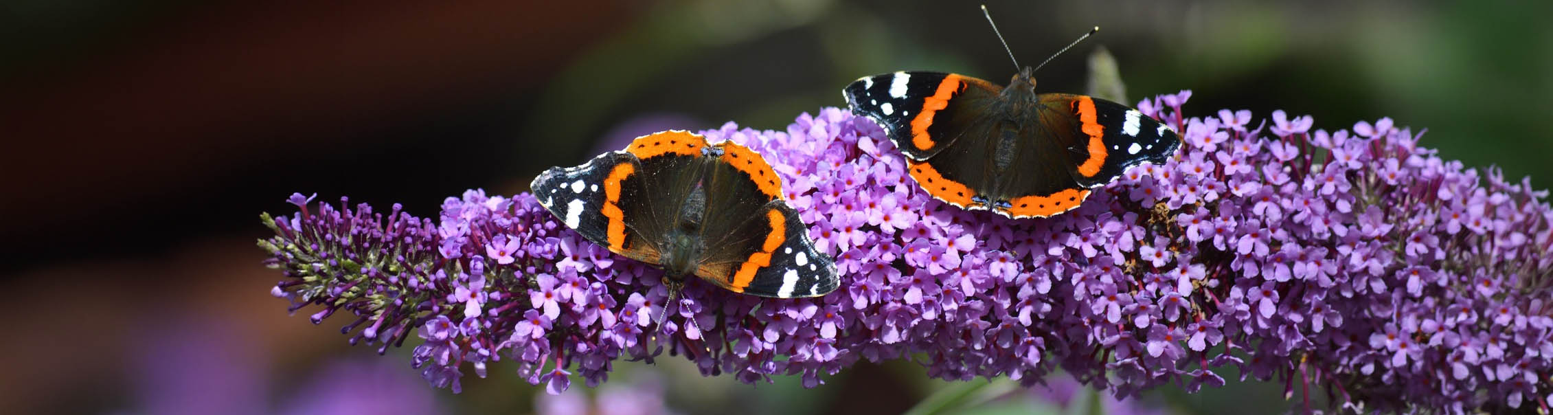 Vlinderstruiken: de perfecte manier om jouw tuin kleurrijk en levendig te maken