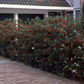Ilex aquifolium - Gewone Hulst