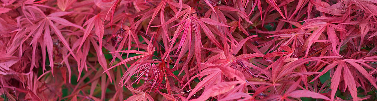 Japanse esdoorn (acer palmatum)  verzorgen