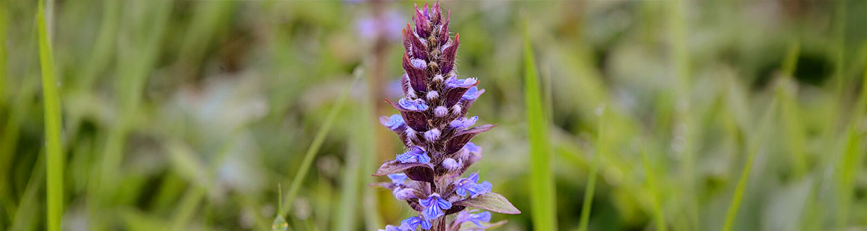 Alles over kruipend zenegroen (ajuga)