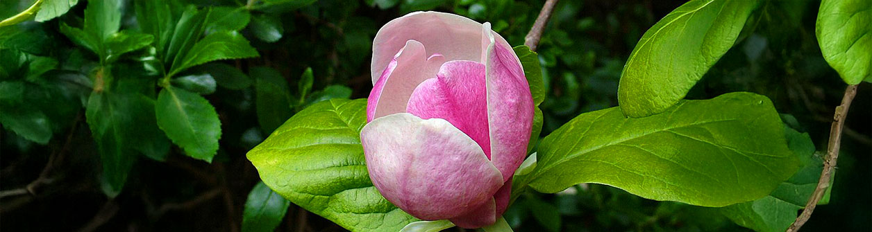 Beverboom (Magnolia) in je tuin