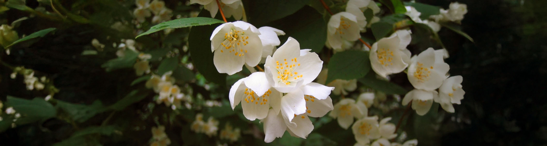 Boeren jasmijn van het groene paradijs