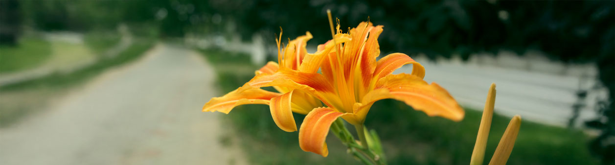 Alles wat je moet weten over daglelie (hemerocallis)