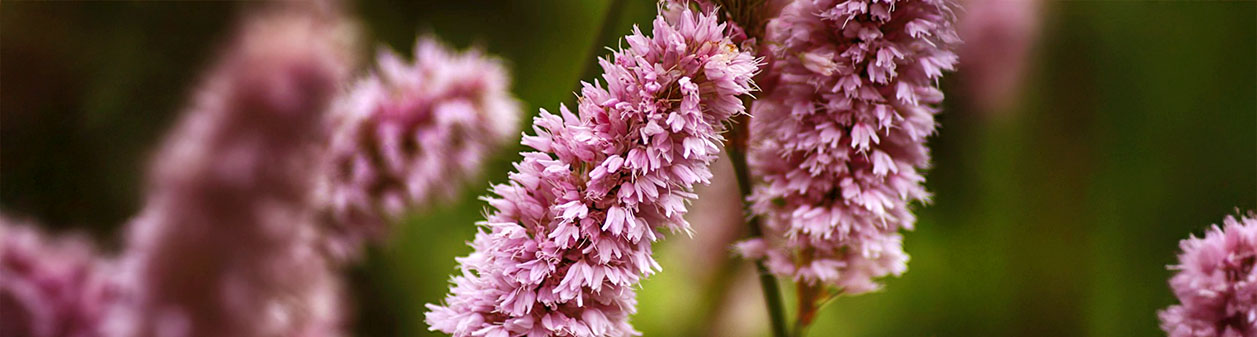 Alles wat je moet weten over de dropplant (Agastache)