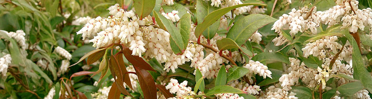 Alles over druifheide (Leucothoe) verzorging
