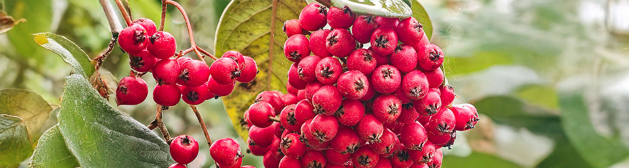 Dwergmispel in je tuin