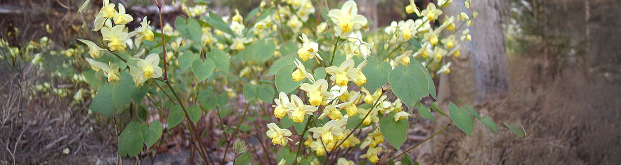 Alles over elfenbloem (epimedium)