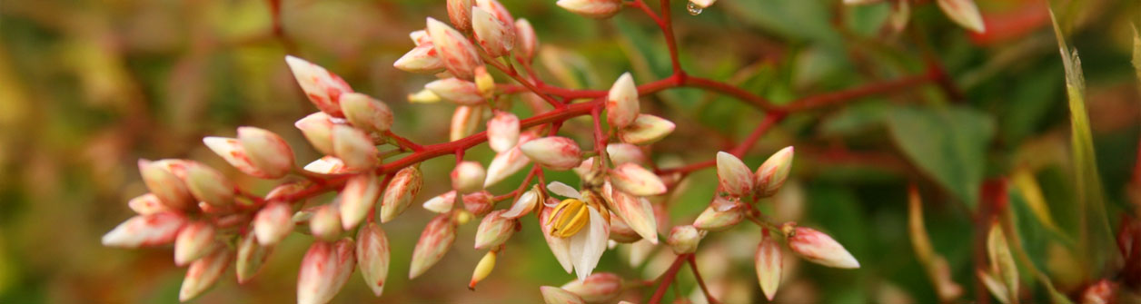 Hemelsebamboe (Nandina domestica) In je tuin