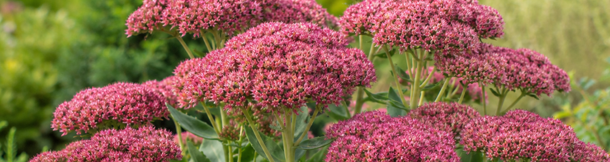 Hemelsleutel (Sedum Herbstfreude): Complete verzorgingsgids