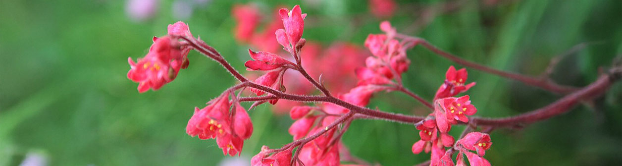Heuchera (purperklokje) in je tuin