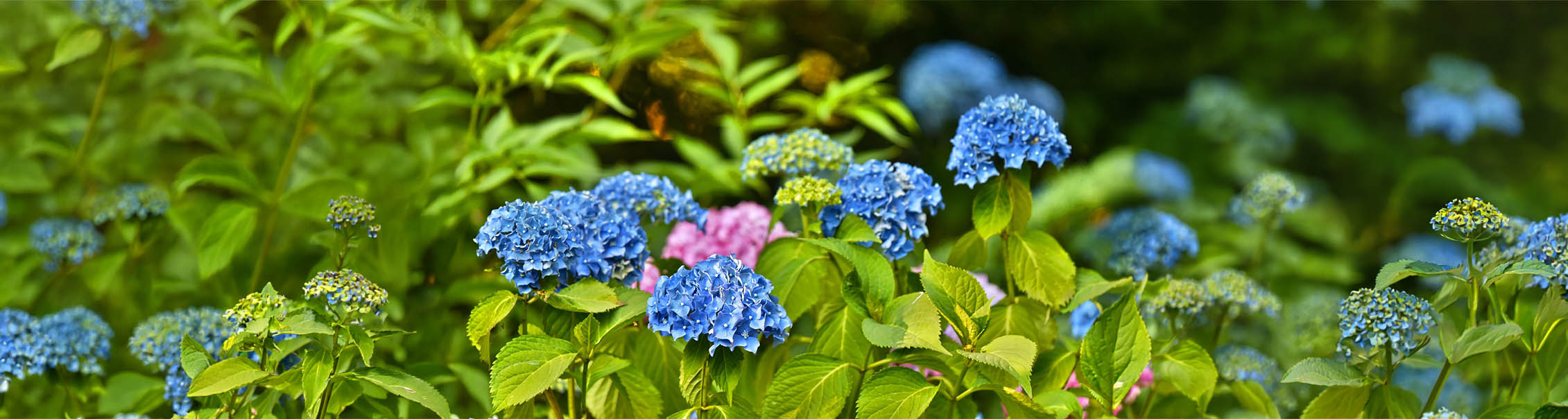 Hortensia's: soorten, bloei en wat deze heester nodig heeft