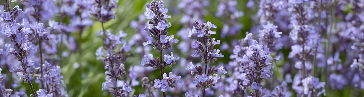 kattenkruid (nepeta purrsian blue)
