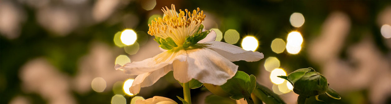 kerstroos (helleborus-niger) verzorgen