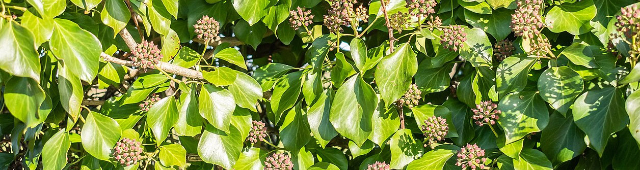 Klimop (Hedera helix) in je tuin