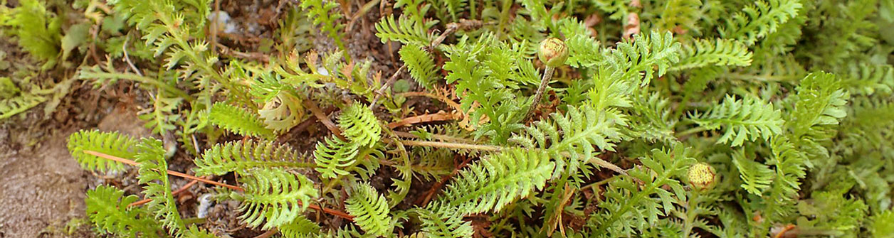 Koperknoopje (Leptinella squalida) verzorging