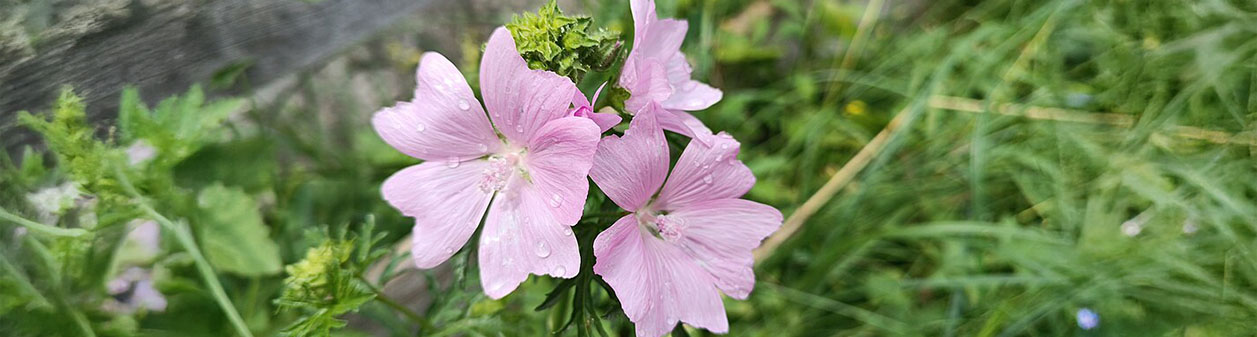 Alles over Lavatera