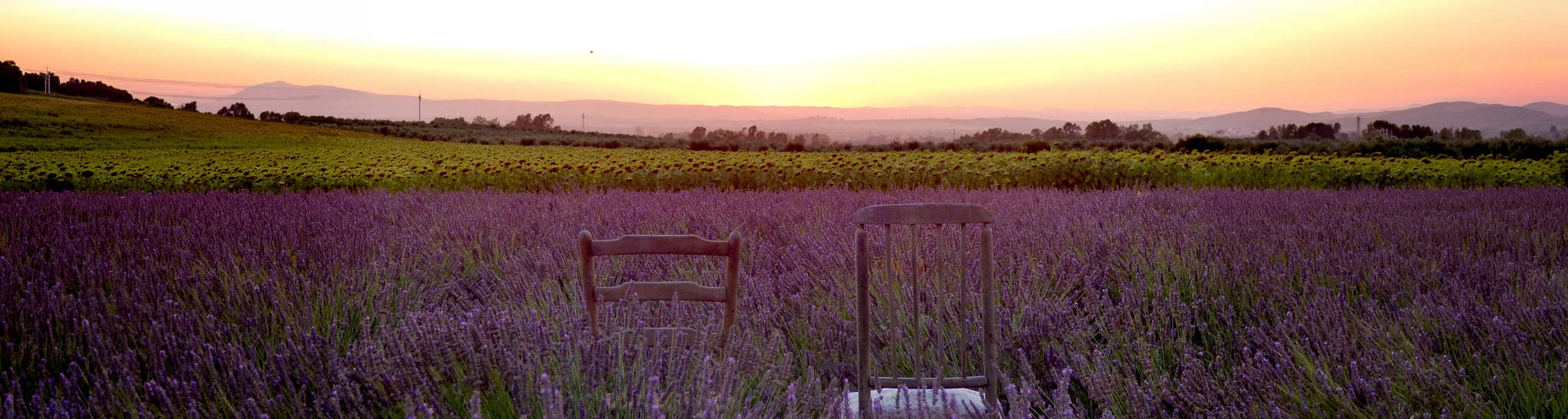lavendel