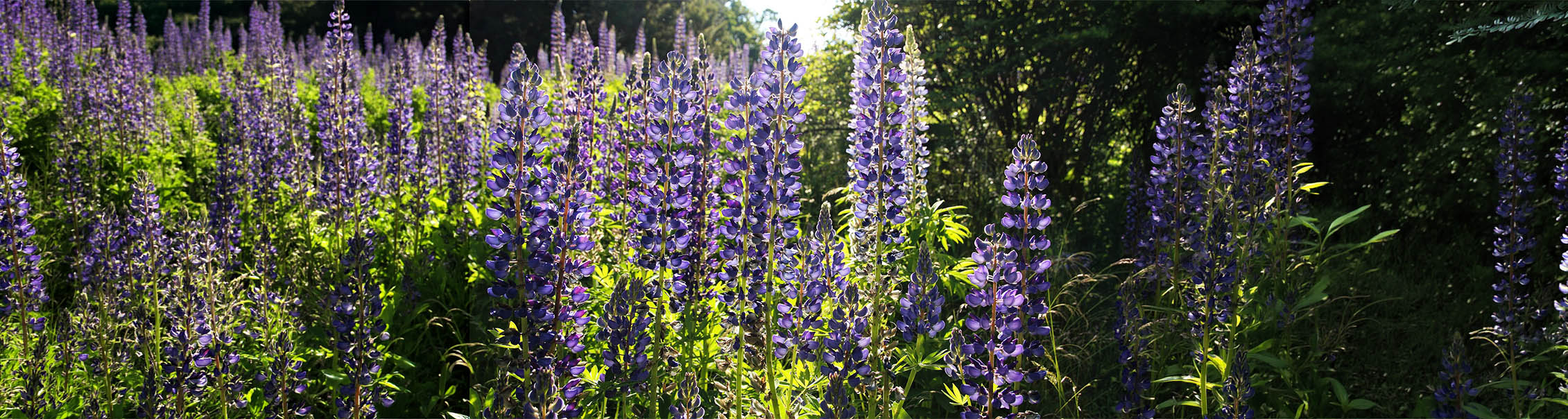 Lupines