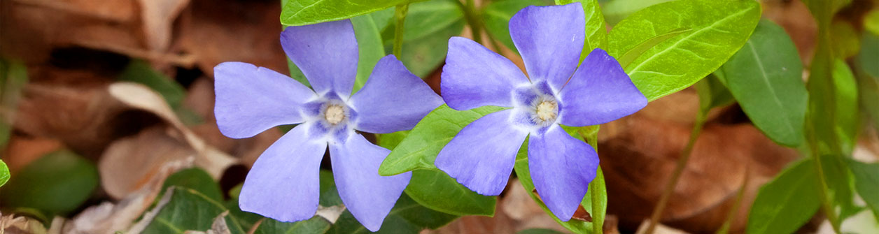 maagdenpalm (vinca) groei gids