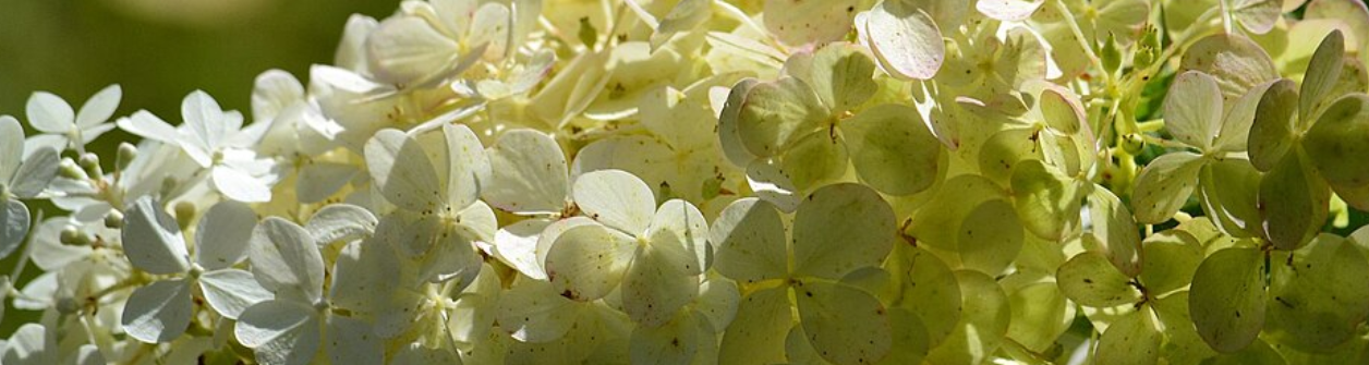 Pluimhortensia (Hydrangea paniculata): De beste najaarszorg