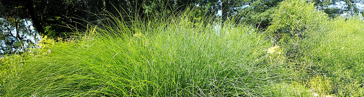 Prachtriet (Miscanthus) verzorgen