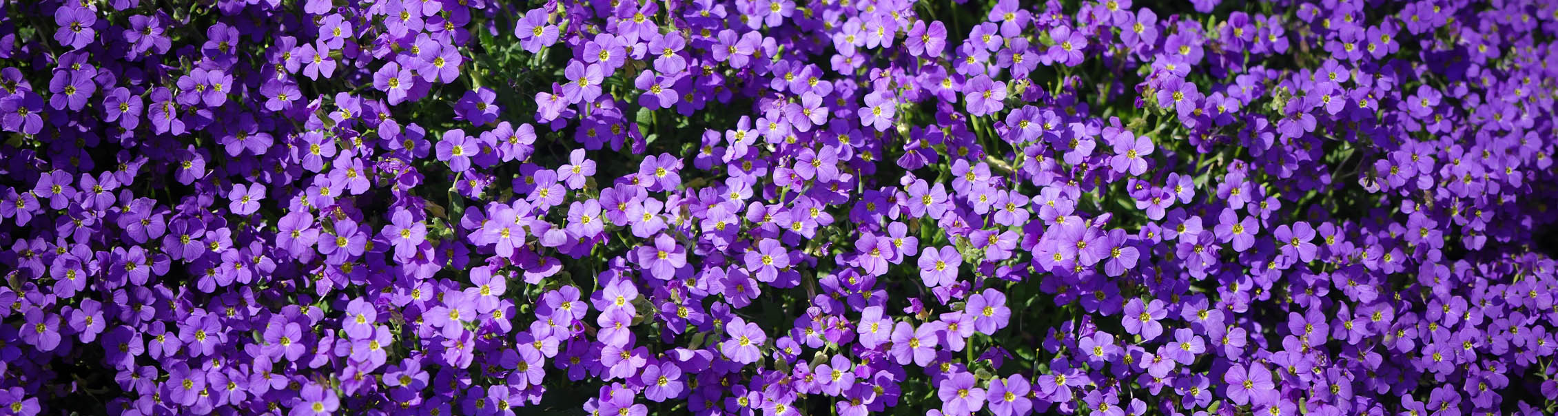 Randjesbloem