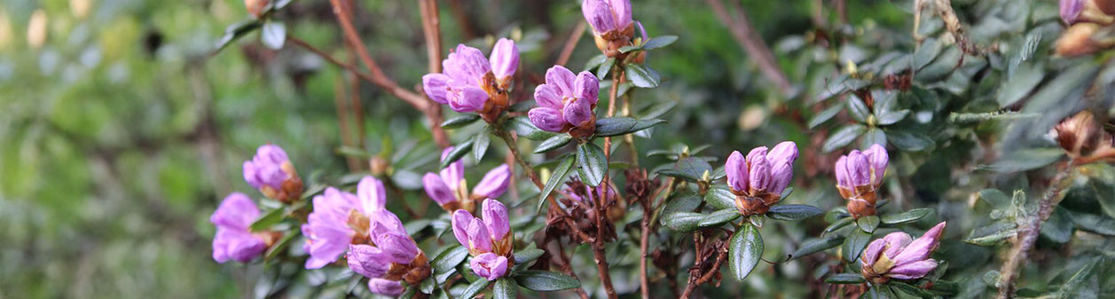 Alles over Rhododendron in je tuin
