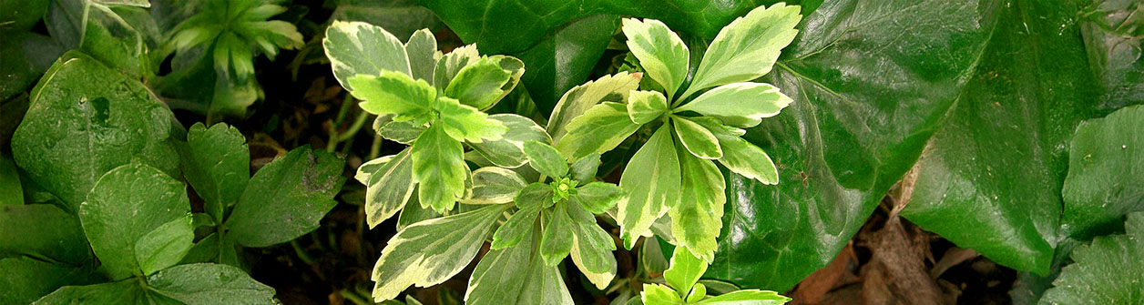 Schaduwkruid (Pachysandra terminalis) verzorging en plaatsing