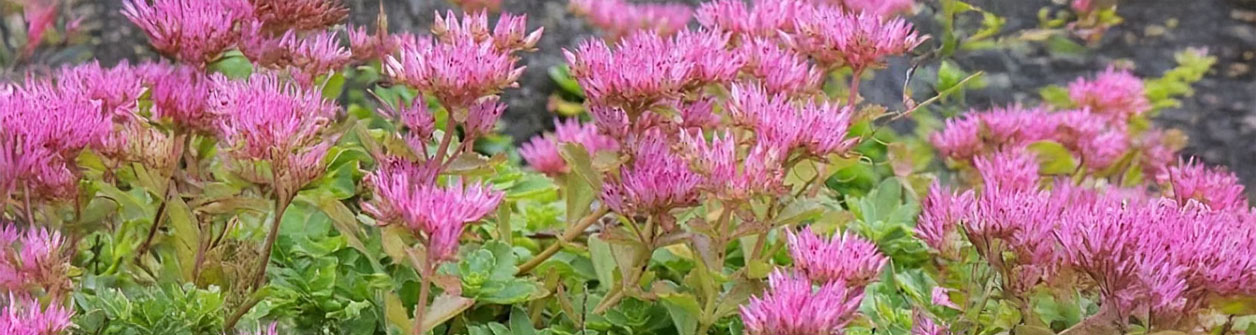 Alles wat je moet weten over Sedum (Succulent)