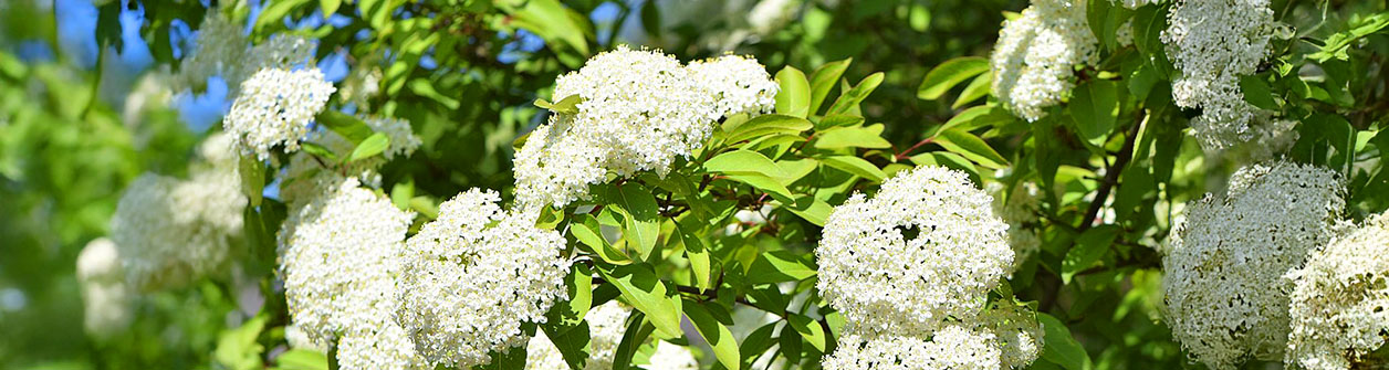 sneeuwbal (viburnum) verzorgen