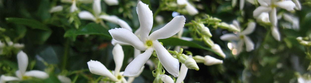 Toscaanse Jasmijn(Trachelospermum jasminoides)