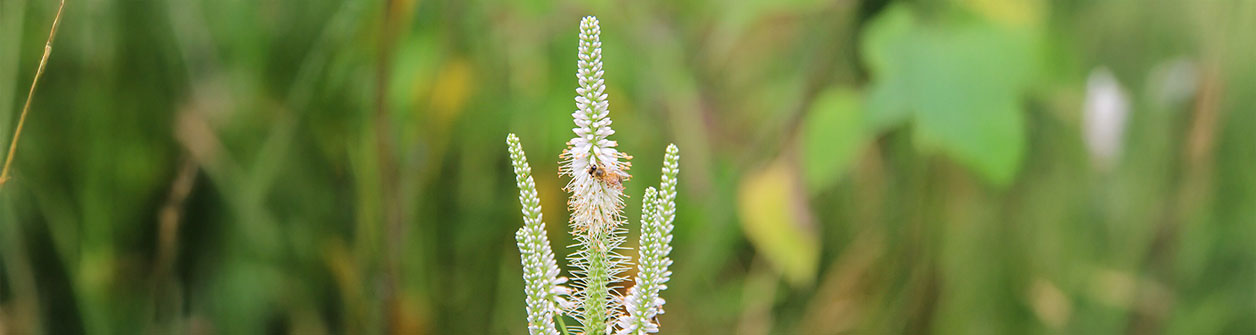 Virginische ereprijs (Veronicastrum virginicum) verzorgen 