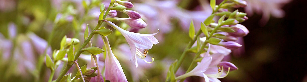Hartlelies in je tuin, wat moet je weten?