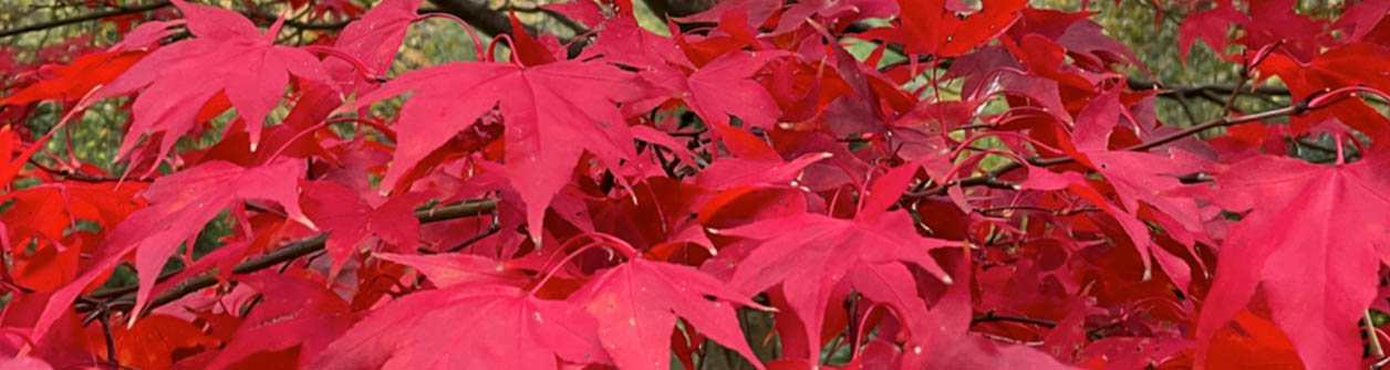 Rode Japanse esdoorn (Acer palmatum)