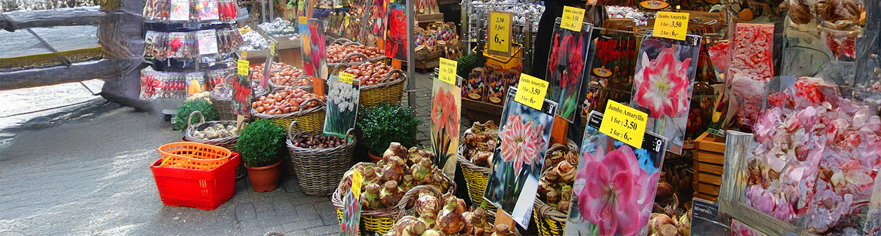Wanneer bloemenbollen planten in je tuin?