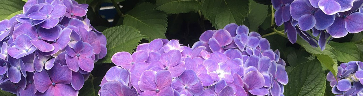 een blauwe hortensia