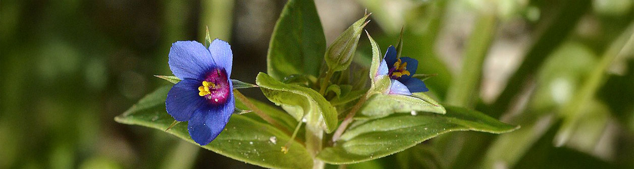 Wederik (Lysimachia) verzorgen: De complete gids